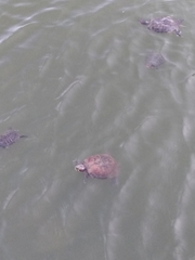 Trachemys scripta