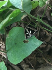 Parachalciope benitensis