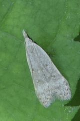 Dichomeris punctidiscellus