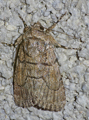Sympistis induta