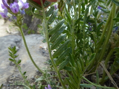 Oxytropis borealis