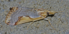 Loxostege albiceralis