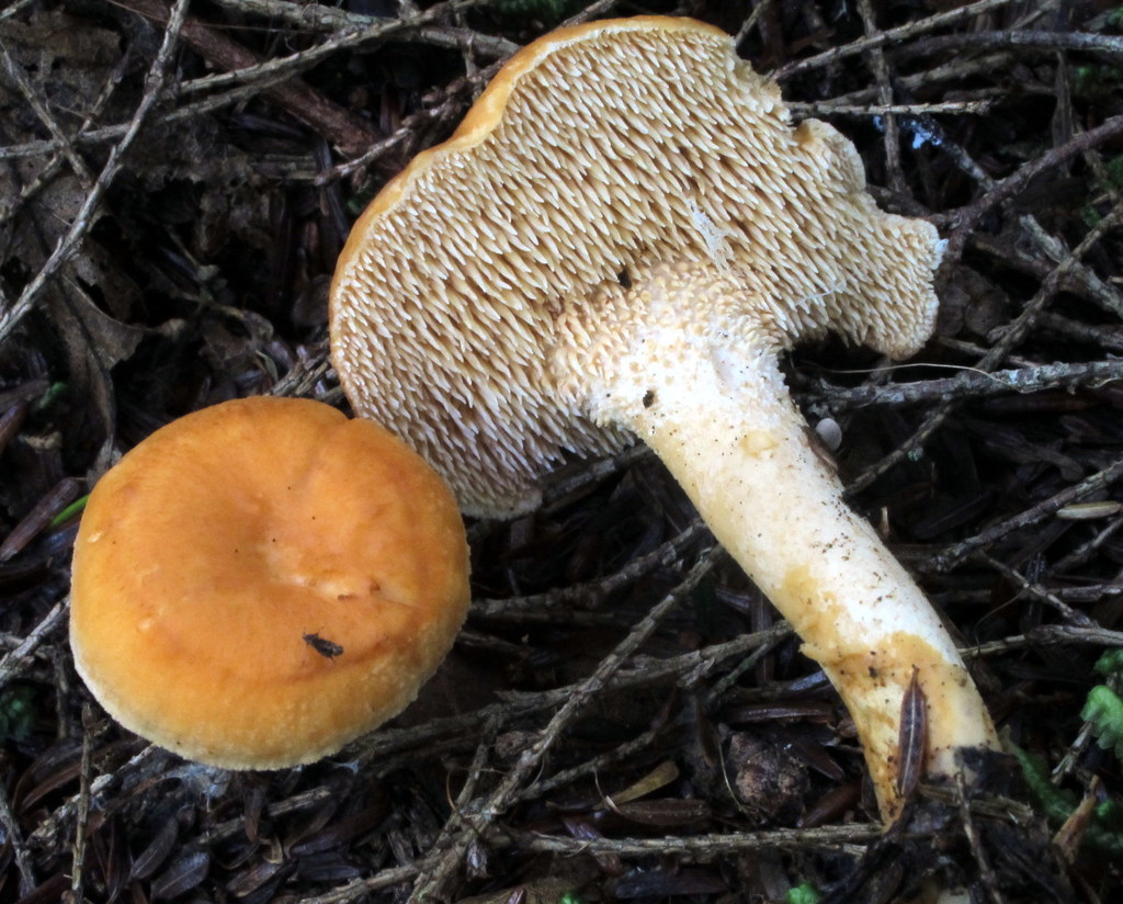 hedgehog mushrooms