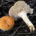 Hedgehog Mushrooms - Photo (c) mycowalt, some rights reserved (CC BY-SA)