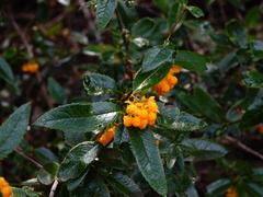 Berberis serrato-dentata
