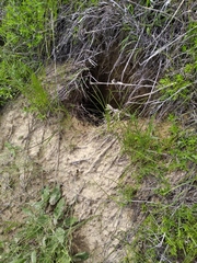 Marmota bobak