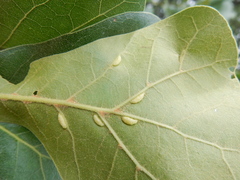 Macrodiplosis qoruca