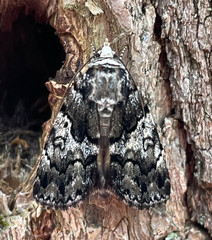 Allotria