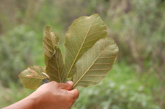Quercus purulhana