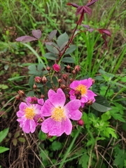 Rosa multiflora cathayensis