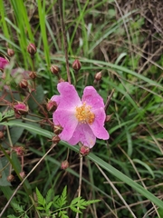 Rosa multiflora cathayensis