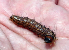 Litoprosopus futilis