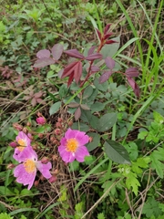 Rosa multiflora cathayensis