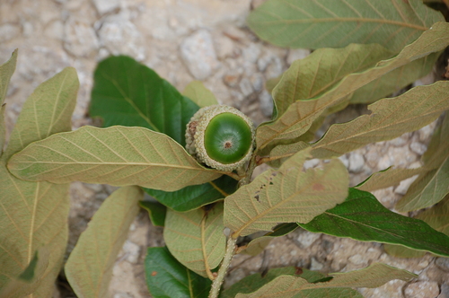 Quercus purulhana