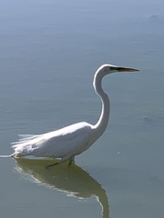 Ardea alba