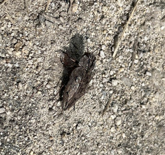 Chrysobothris dentipes