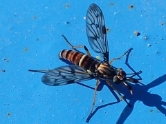 Baryphora speciosa