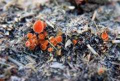 Cheilymenia coprinaria