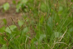 Carex lucorum