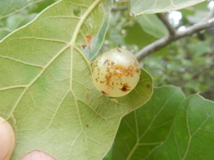 Amphibolips nubilipennis