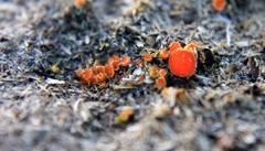 Cheilymenia coprinaria