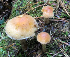Hypholoma capnoides image