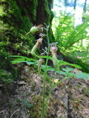 Dicentra formosa