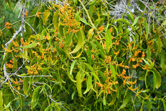 Phoradendron nervosum