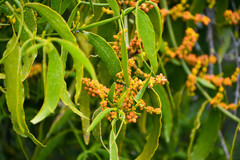 Phoradendron nervosum