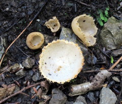 Tarzetta cupularis