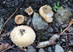 Tarzetta cupularis