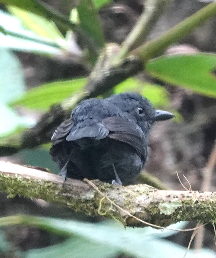 Uniform Antshrike illustration