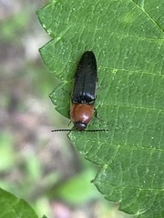 Ampedus rubricollis
