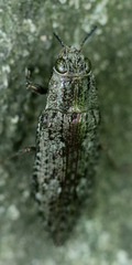 Chrysochroinae