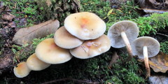 Hypholoma capnoides image