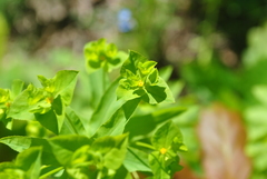 Euphorbia stricta