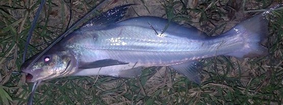 Megalonema argentinum