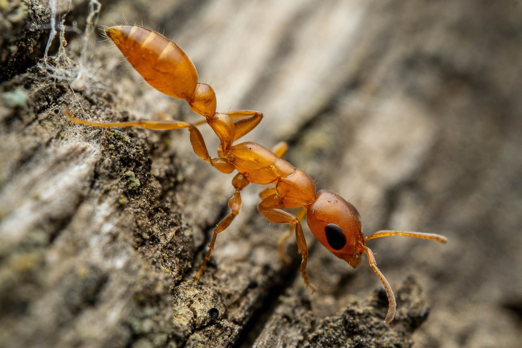 Amber Twig Ant