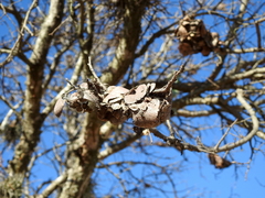 Anelosimus studiosus