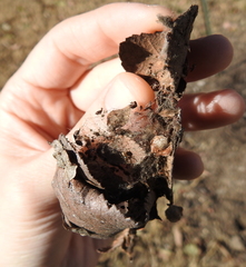 Anelosimus studiosus