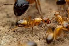 Camponotus sansabeanus