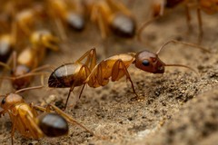 Camponotus sansabeanus