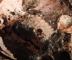 Anelosimus studiosus