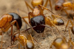 Camponotus sansabeanus