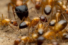 Camponotus sansabeanus