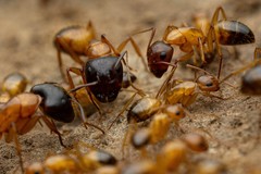 Camponotus sansabeanus