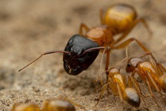 Camponotus sansabeanus
