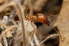 Pheidole desertorum