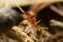 Pheidole desertorum