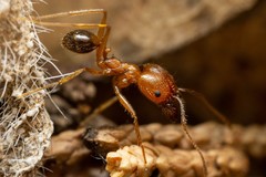 Pheidole desertorum